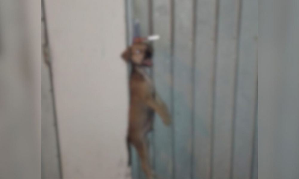 Cachorro é encontrado enforcado e pendurado no portão de uma casa em Itapema