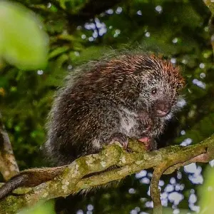 Ouriço-cacheiro é flagrado em Refúgio de Vida Silvestre em Itapema