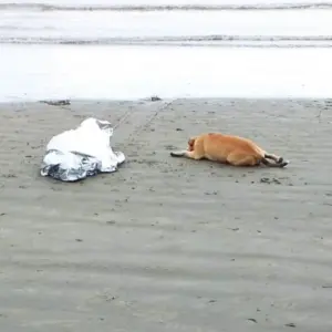 Cão fica ao lado do dono morto em afogamento na praia de BC